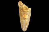 Fossil Crocodile (Elosuchus) Tooth - Morocco #81037-1